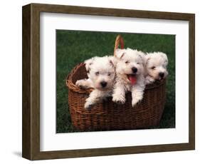 Three West Highland Terrier / Westie Puppies in a Basket-Adriano Bacchella-Framed Premium Photographic Print