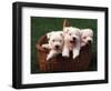 Three West Highland Terrier / Westie Puppies in a Basket-Adriano Bacchella-Framed Premium Photographic Print