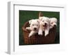 Three West Highland Terrier / Westie Puppies in a Basket-Adriano Bacchella-Framed Premium Photographic Print