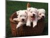Three West Highland Terrier / Westie Puppies in a Basket-Adriano Bacchella-Mounted Premium Photographic Print