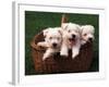 Three West Highland Terrier / Westie Puppies in a Basket-Adriano Bacchella-Framed Photographic Print