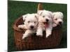 Three West Highland Terrier / Westie Puppies in a Basket-Adriano Bacchella-Mounted Photographic Print