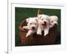 Three West Highland Terrier / Westie Puppies in a Basket-Adriano Bacchella-Framed Photographic Print