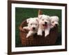 Three West Highland Terrier / Westie Puppies in a Basket-Adriano Bacchella-Framed Photographic Print