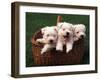Three West Highland Terrier / Westie Puppies in a Basket-Adriano Bacchella-Framed Photographic Print