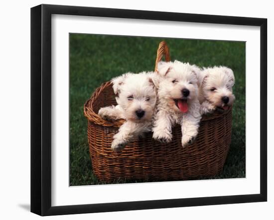 Three West Highland Terrier / Westie Puppies in a Basket-Adriano Bacchella-Framed Photographic Print