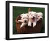 Three West Highland Terrier / Westie Puppies in a Basket-Adriano Bacchella-Framed Photographic Print