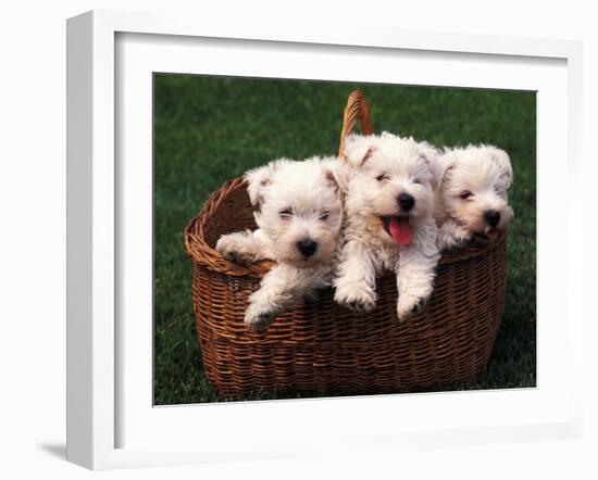 Three West Highland Terrier / Westie Puppies in a Basket-Adriano Bacchella-Framed Photographic Print