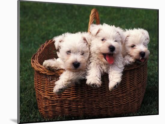 Three West Highland Terrier / Westie Puppies in a Basket-Adriano Bacchella-Mounted Photographic Print