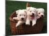 Three West Highland Terrier / Westie Puppies in a Basket-Adriano Bacchella-Mounted Photographic Print