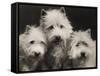 Three Westie Heads All Owned by Miss De Berry-null-Framed Stretched Canvas