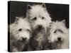 Three Westie Heads All Owned by Miss De Berry-null-Stretched Canvas