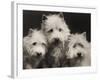 Three Westie Heads All Owned by Miss De Berry-null-Framed Photographic Print