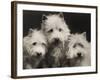 Three Westie Heads All Owned by Miss De Berry-null-Framed Photographic Print