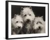Three Westie Heads All Owned by Miss De Berry-null-Framed Photographic Print