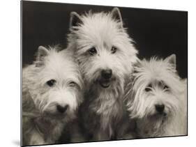 Three Westie Heads All Owned by Miss De Berry-null-Mounted Photographic Print