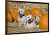 Three Westies in hay with pumpkins.-Zandria Muench Beraldo-Framed Photographic Print