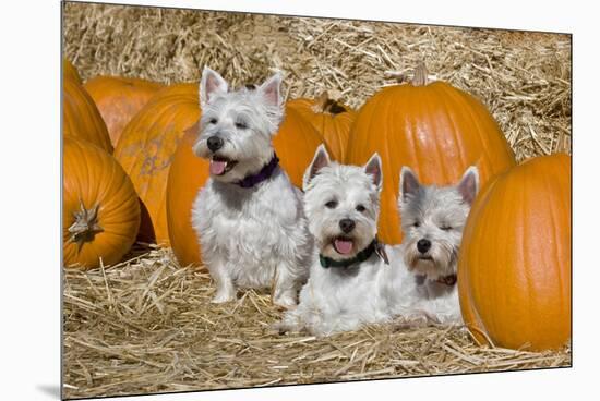 Three Westies in hay with pumpkins.-Zandria Muench Beraldo-Mounted Premium Photographic Print