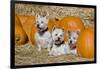 Three Westies in hay with pumpkins.-Zandria Muench Beraldo-Framed Premium Photographic Print