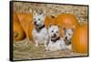 Three Westies in hay with pumpkins.-Zandria Muench Beraldo-Framed Stretched Canvas