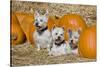 Three Westies in hay with pumpkins.-Zandria Muench Beraldo-Stretched Canvas