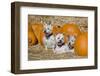 Three Westies in hay with pumpkins.-Zandria Muench Beraldo-Framed Photographic Print