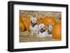 Three Westies in hay with pumpkins.-Zandria Muench Beraldo-Framed Photographic Print