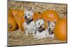 Three Westies in hay with pumpkins.-Zandria Muench Beraldo-Mounted Photographic Print