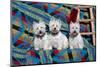 Three Westies sitting on Southwestern blanket-Zandria Muench Beraldo-Mounted Photographic Print