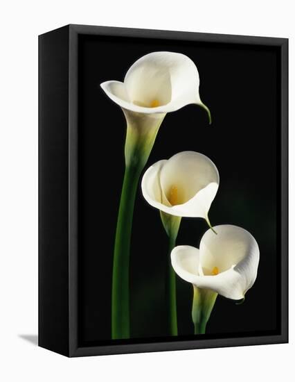 Three White Calla Lilies-Darrell Gulin-Framed Stretched Canvas