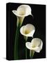 Three White Calla Lilies-Darrell Gulin-Stretched Canvas