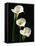 Three White Calla Lilies-Darrell Gulin-Framed Stretched Canvas