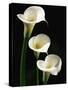 Three White Calla Lilies-Darrell Gulin-Stretched Canvas