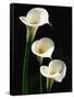 Three White Calla Lilies-Darrell Gulin-Framed Stretched Canvas