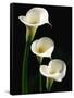 Three White Calla Lilies-Darrell Gulin-Framed Stretched Canvas