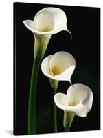 Three White Calla Lilies-Darrell Gulin-Stretched Canvas