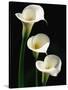 Three White Calla Lilies-Darrell Gulin-Stretched Canvas