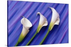 Three White Calla Lilies-Darrell Gulin-Stretched Canvas