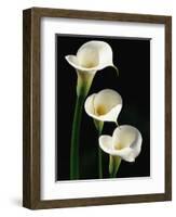 Three White Calla Lilies-Darrell Gulin-Framed Photographic Print