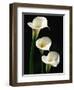 Three White Calla Lilies-Darrell Gulin-Framed Photographic Print