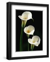 Three White Calla Lilies-Darrell Gulin-Framed Photographic Print