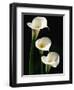 Three White Calla Lilies-Darrell Gulin-Framed Photographic Print