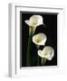 Three White Calla Lilies-Darrell Gulin-Framed Photographic Print