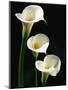 Three White Calla Lilies-Darrell Gulin-Mounted Photographic Print