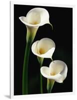 Three White Calla Lilies-Darrell Gulin-Framed Photographic Print