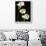 Three White Calla Lilies-Darrell Gulin-Framed Photographic Print displayed on a wall