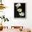 Three White Calla Lilies-Darrell Gulin-Framed Photographic Print displayed on a wall