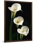 Three White Calla Lilies-Darrell Gulin-Framed Photographic Print