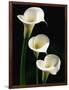 Three White Calla Lilies-Darrell Gulin-Framed Photographic Print