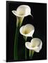 Three White Calla Lilies-Darrell Gulin-Framed Photographic Print